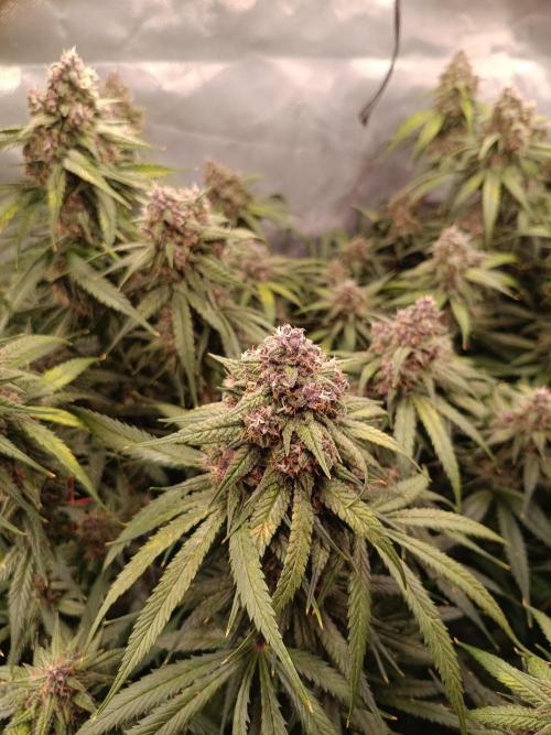 Banana purple punch atuo. Week 11 - Day 76