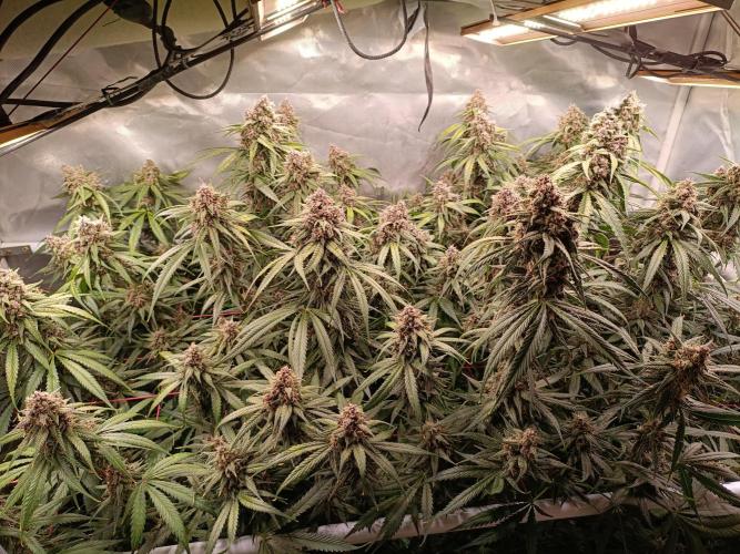 Banana purple punch atuo. Week 12 - Day 77