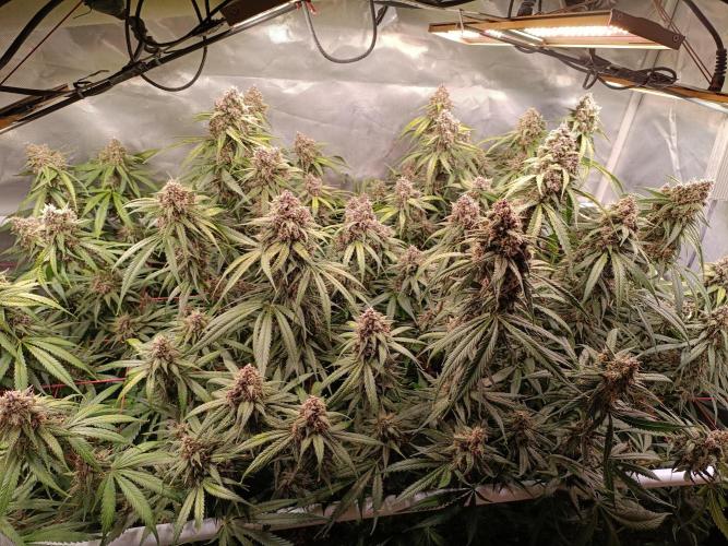 Banana purple punch atuo. Week 12 - Day 79