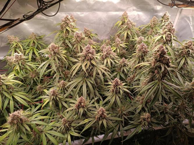 Banana purple punch atuo. Week 12 - Day 81