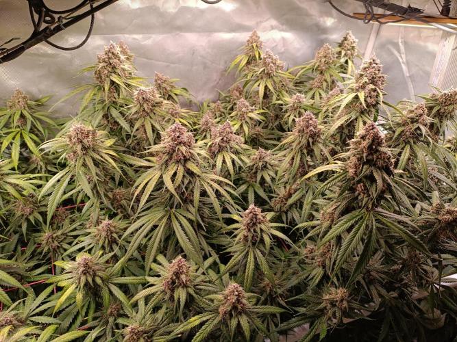 Banana purple punch atuo. Week 12 - Day 82