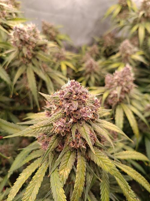 Banana purple punch atuo. Week 12 - Day 82