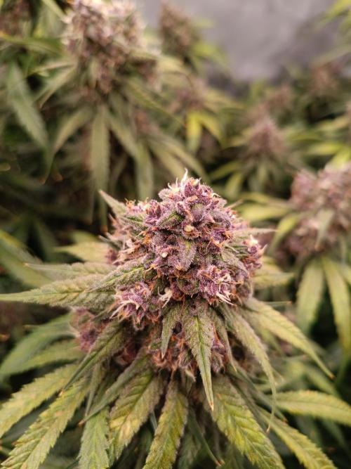 Banana purple punch atuo. Week 12 - Day 82