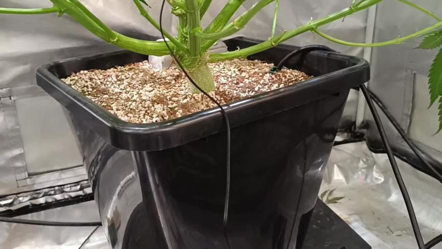 Banana purple punch atuo