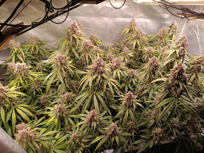 Banana purple punch atuo. Week 13 - Day 84