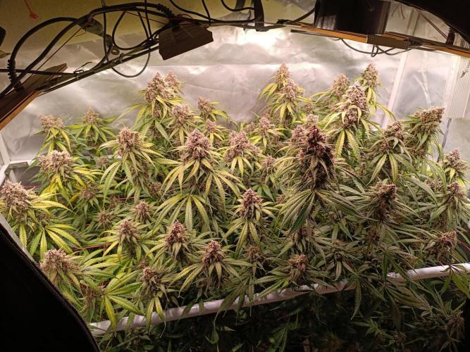 Banana purple punch atuo. Week 13 - Day 85