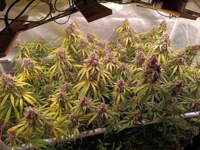 Banana purple punch atuo. Week 13 - Day 87