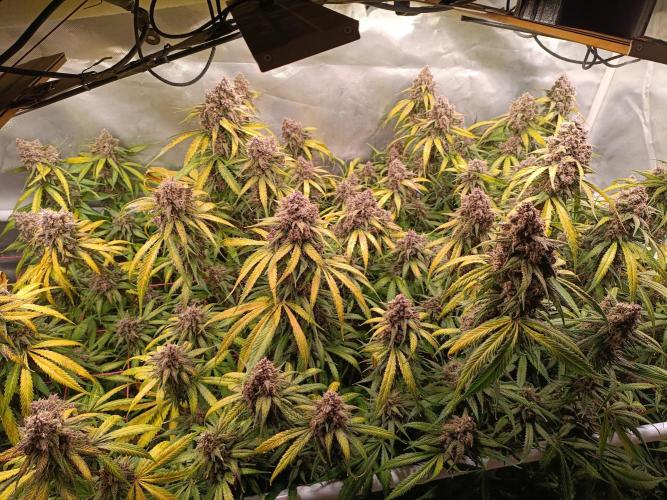 Banana purple punch atuo. Week 13 - Day 88