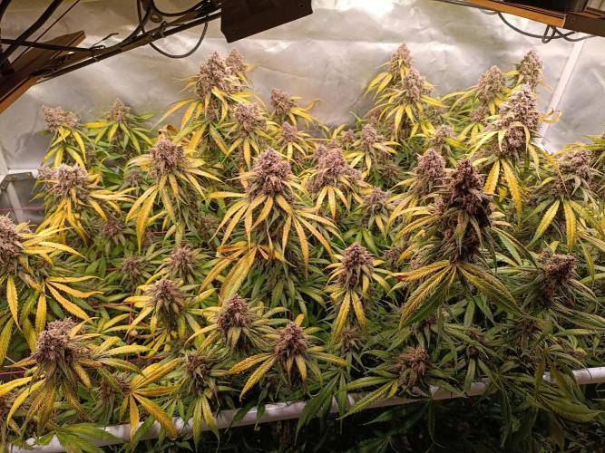 Banana purple punch atuo. Week 13 - Day 89