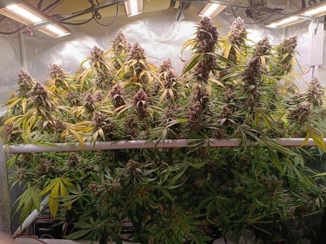 Banana purple punch atuo. Week 13 - Day 89 