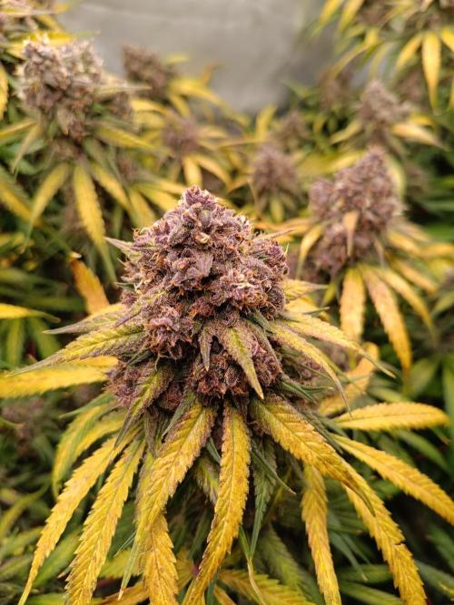 Banana purple punch atuo. Week 13 - Day 89