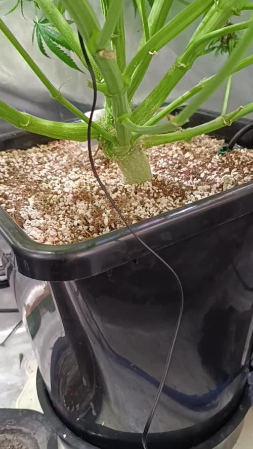 Banana purple punch atuo