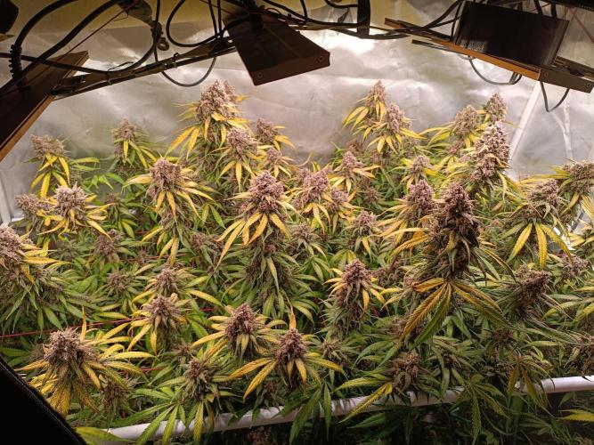 Banana purple punch atuo. Week 13 - Day 90