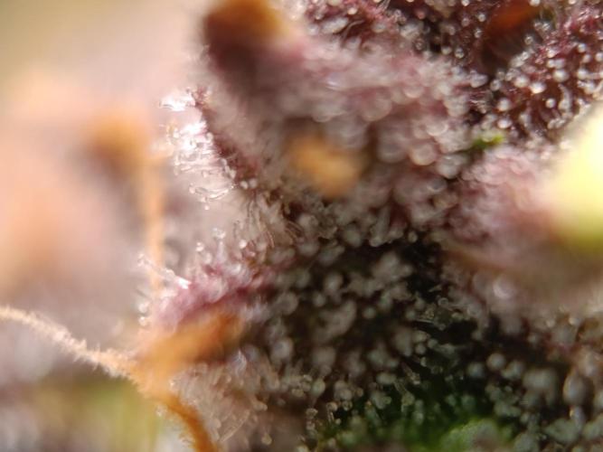 Banana purple punch atuo. Week 13