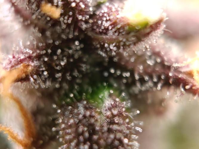 Banana purple punch atuo. Week 13