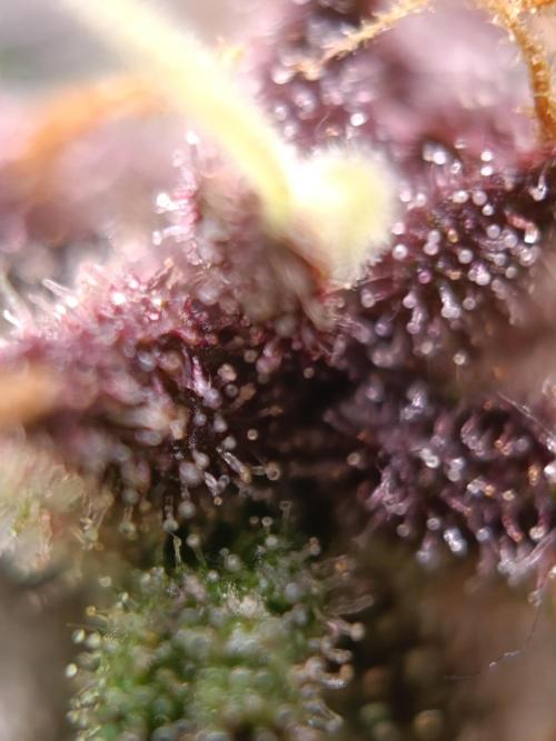 Banana purple punch atuo. Week 13