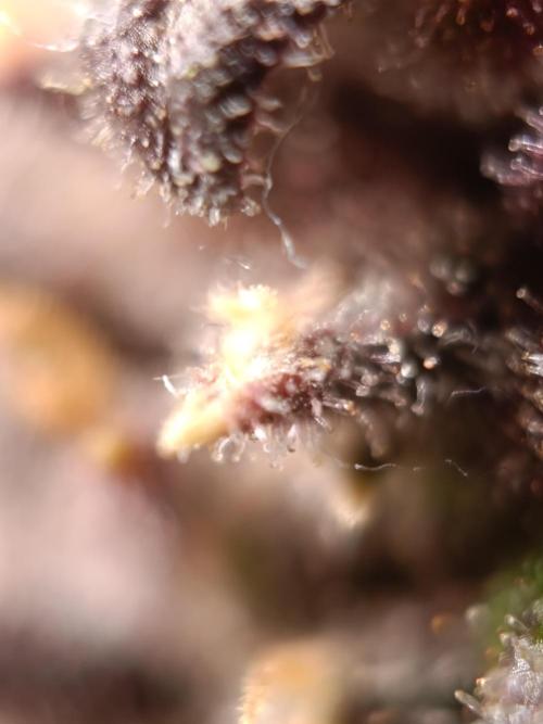 Banana purple punch atuo. Week 13