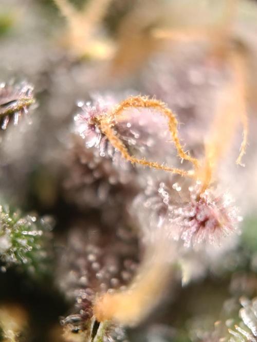 Banana purple punch atuo. Week 13