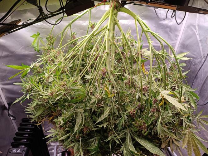 Banana purple punch atuo. Week 13 - Day 93 