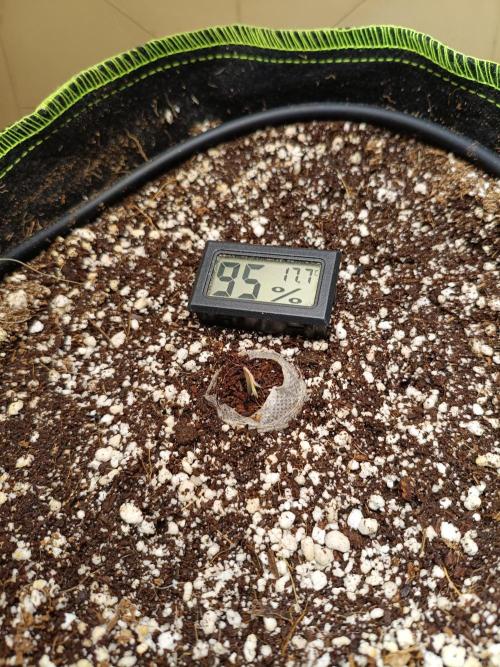 Z-up atuo x1. Week 0 - Day0