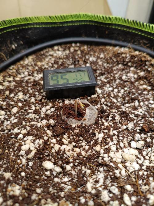 Z-up atuo x1. Week 0 - Day 0