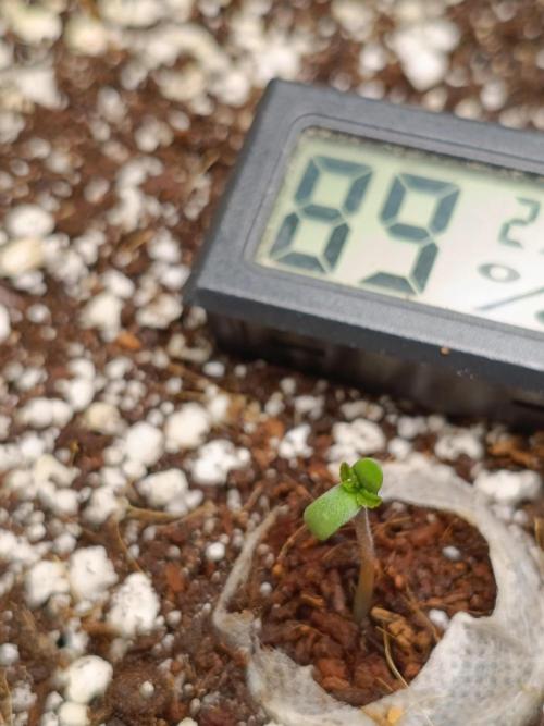 Z-up atuo x1. Week 0 - Day 0