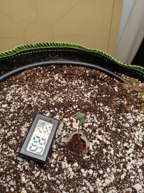 Z-up atuo x1. Week 1 - Day 1