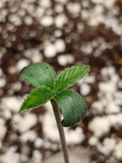 Z-up atuo x1. Week 1 - Day 2