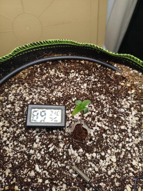 Z-up atuo x1. Week 1 - Day 3