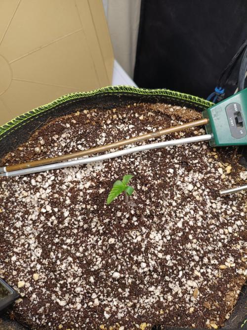 Z-up atuo x1. Week 1 - Day 4