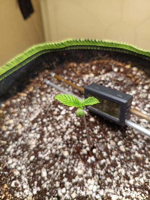 Z-up atuo x1. Week 1 - Day 5