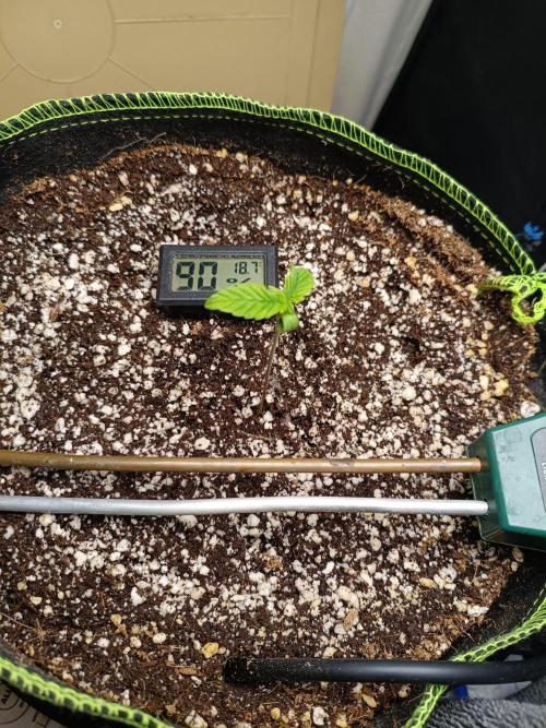 Z-up atuo x1. Week 1 - Day 6