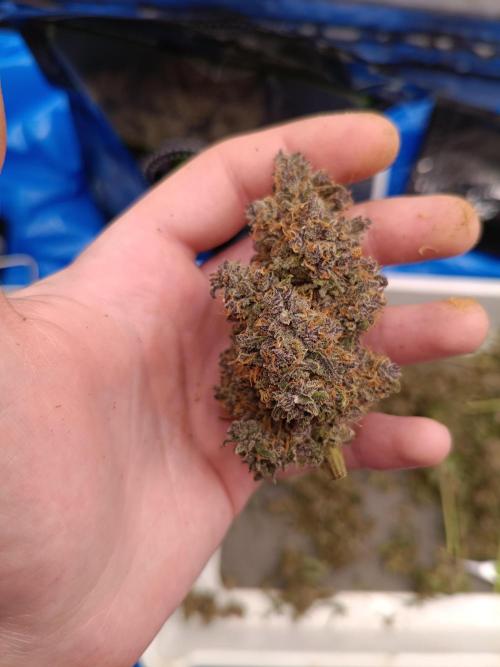 Banana purple punch atuo. Week 14