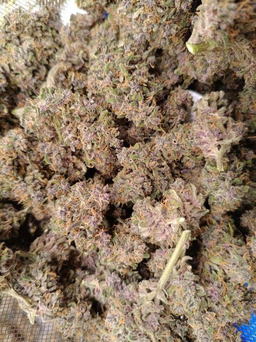 Banana purple punch atuo. Week 14