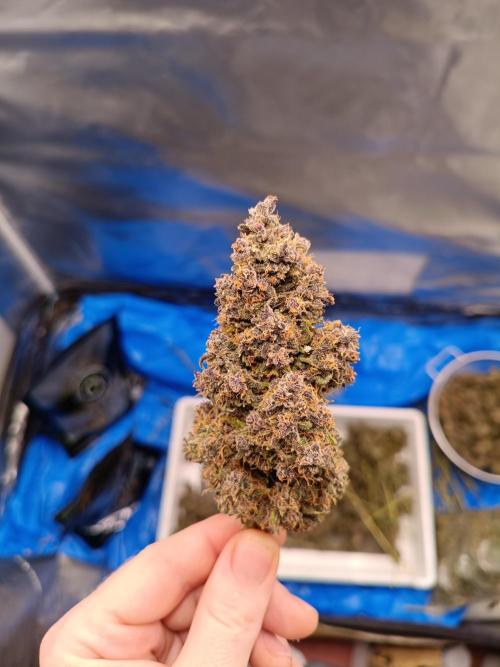 Banana purple punch atuo. Week 14