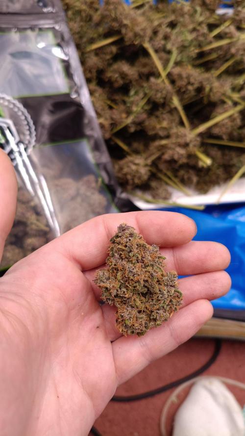 Banana purple punch atuo. Week 14