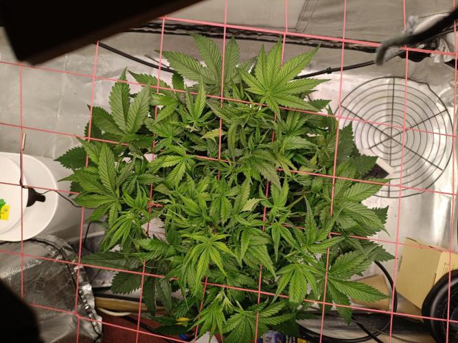 Z-up atuo x1. Week 6 - Day 36