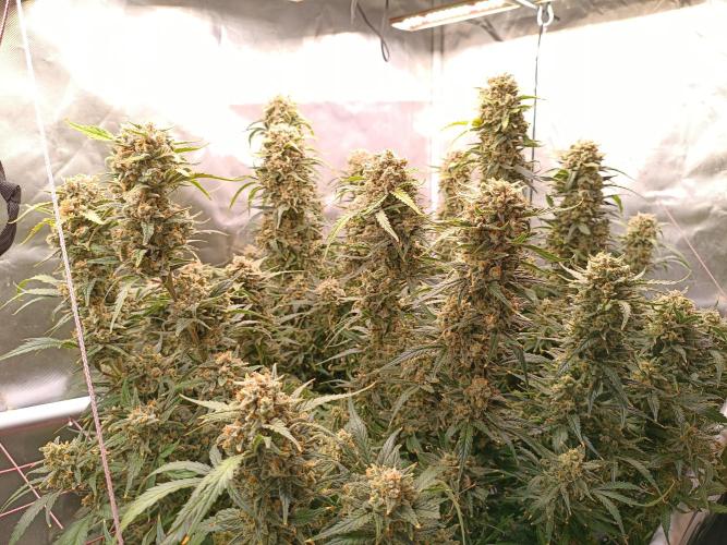 Z-Up Auto. Week 14