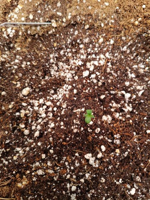 OG kush atuo x1. Week 0 - Day 2