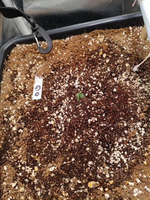 OG kush atuo x1. Week 0 - Day 4