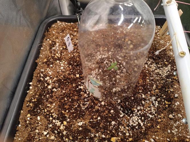 OG kush atuo x1. Week 0 - Day 5