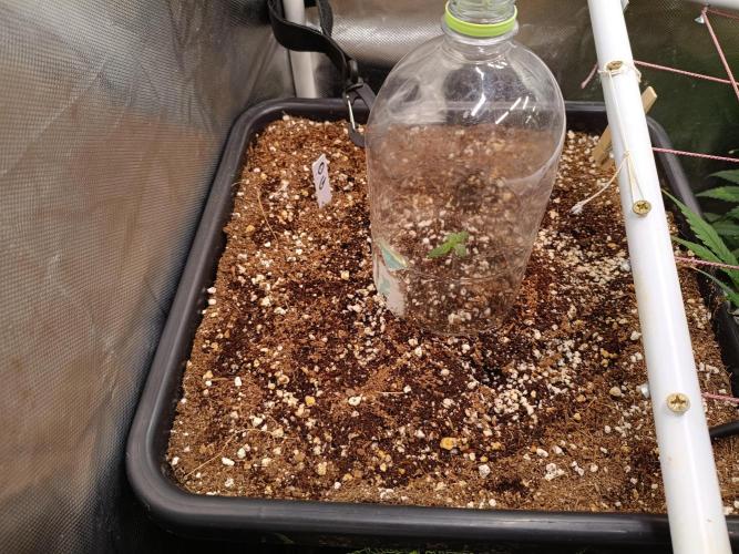 OG kush atuo x1. Week 0 - Day 6
