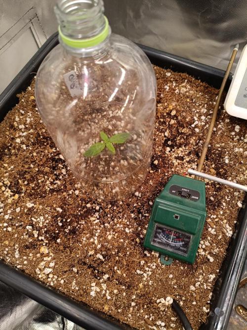OG kush atuo x1. Week 0 - Day 7