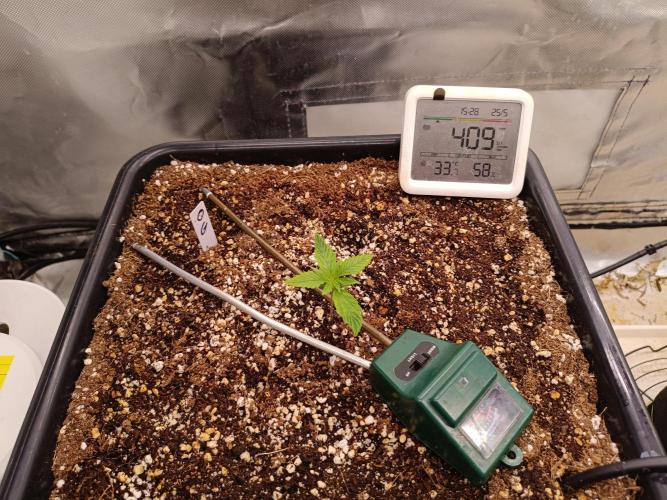 OG kush atuo x1. Week 1 - Day 8