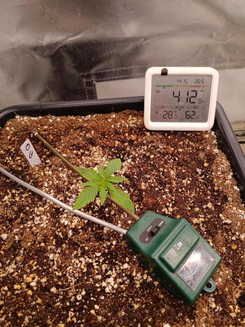 OG kush atuo x1. Week 1 - Day 9