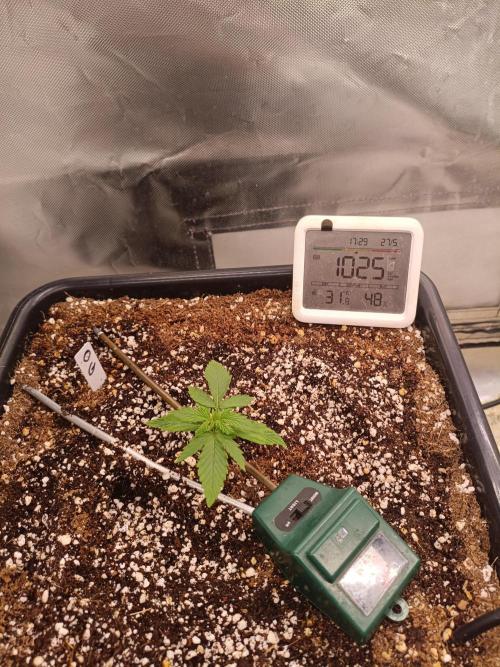 OG kush atuo x1. Week 1 - Day 10