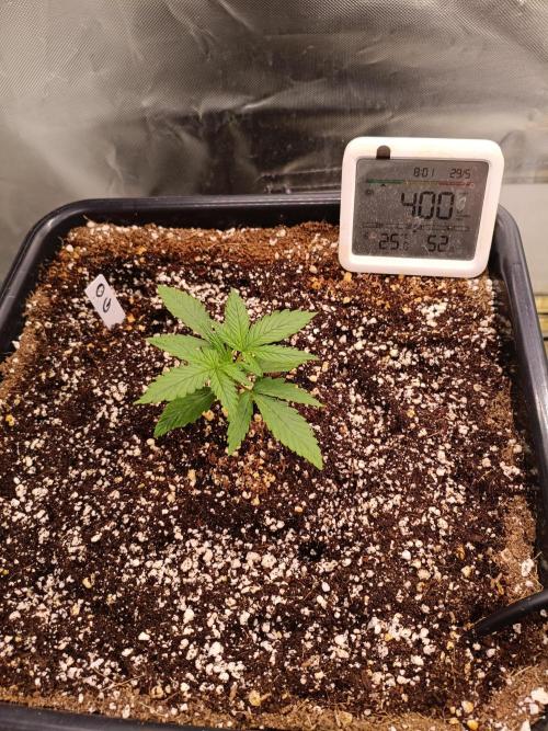 OG kush atuo x1. Week 1 - Day 13