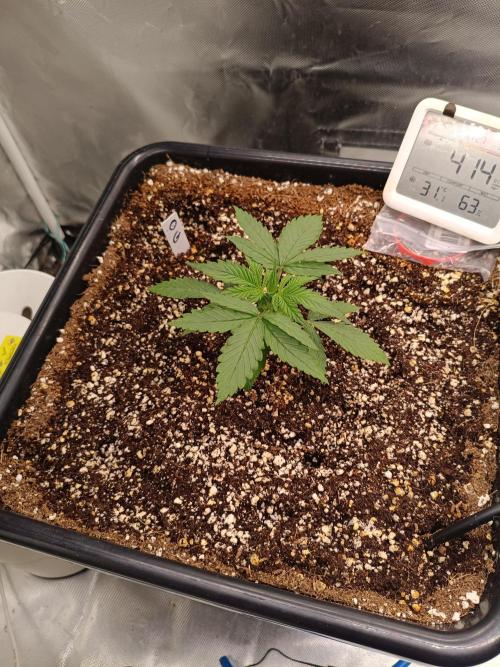 OG kush atuo x1. Week 1 - Day 14