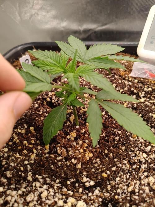 2x4. Week 1