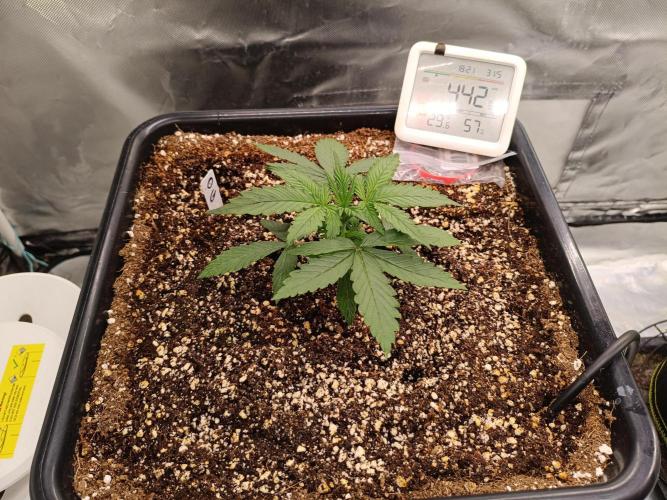 OG kush atuo x1. Week 2 - Day 15